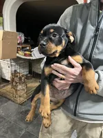 Marley, a female Rottweiler for sale in Barker, NY – 3 of 4