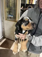 Rusty, a male Rottweiler and American Bully for sale in Barker, NY – 2 of 8