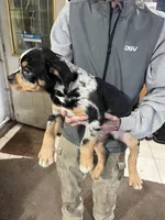 Rusty, a male Rottweiler and American Bully for sale in Barker, NY – 6 of 8