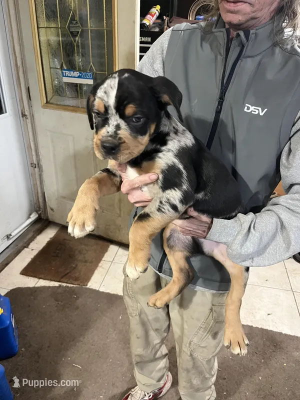 Rusty – Rottweiler, American Bully puppy for sale in Barker, NY