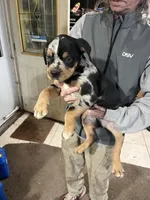 Rusty, a male Rottweiler and American Bully for sale in Barker, NY – 1 of 8