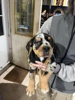 Rusty, a male Rottweiler and American Bully for sale in Barker, NY – 3 of 8