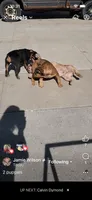 Ginger, a female American Bully for sale in Barker, NY – 5 of 6