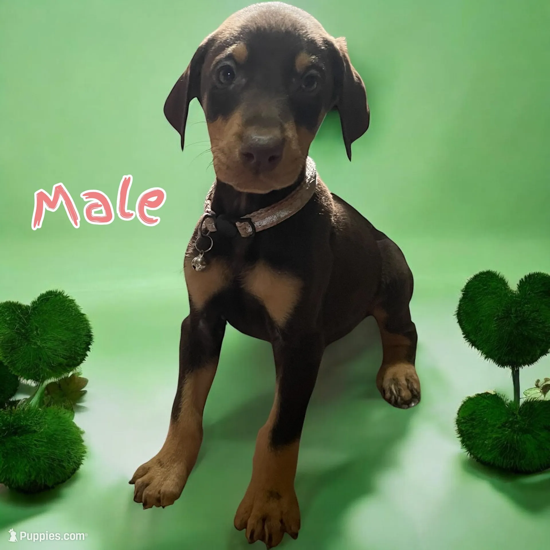 Pink Male, a male Doberman Pinscher for sale in High Ridge, MO – Photo 1 of 1