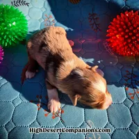 Toy Aussie Dolce, a male Toy Australian Shepherd for sale in Dolan Springs, AZ – Photo 5 of 5