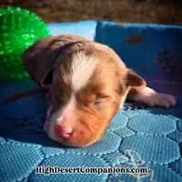 Toy Aussie Dolce, a male Toy Australian Shepherd for sale in Dolan Springs, AZ – Photo 1 of 5