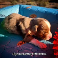 Toy Aussie Dolce, a male Toy Australian Shepherd for sale in Dolan Springs, AZ – Photo 4 of 5
