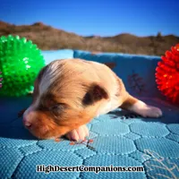 Toy Aussie Dolce, a male Toy Australian Shepherd for sale in Dolan Springs, AZ – Photo 3 of 5