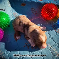 Toy Aussie Dolce, a male Toy Australian Shepherd for sale in Dolan Springs, AZ – Photo 2 of 5