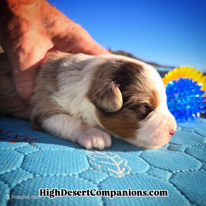 Toy Aussie Cappuccino