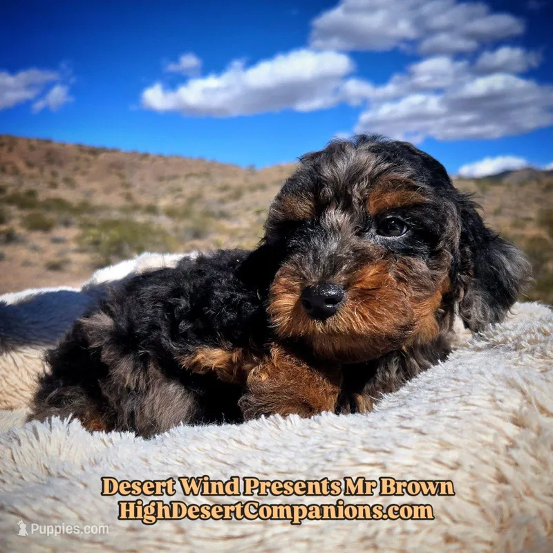 Mr Brown – Miniature Aussiedoodle puppy for sale in Dolan Springs, AZ