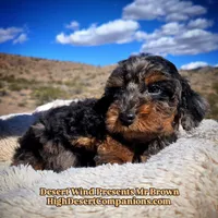 Mr Brown, a male Miniature Aussiedoodle for sale in Dolan Springs, AZ – Photo 1 of 7