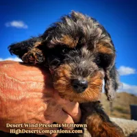 Mr Brown, a male Miniature Aussiedoodle for sale in Dolan Springs, AZ – Photo 5 of 7