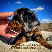 Mr Brown, a male Miniature Aussiedoodle for sale in Dolan Springs, AZ – Photo 4 of 7