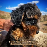 Mr Brown, a male Miniature Aussiedoodle for sale in Dolan Springs, AZ – Photo 7 of 7