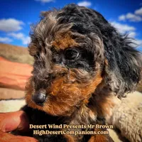 Mr Brown, a male Miniature Aussiedoodle for sale in Dolan Springs, AZ – Photo 6 of 7