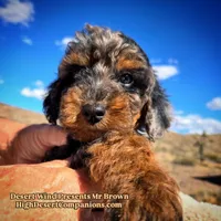 Mr Brown, a male Miniature Aussiedoodle for sale in Dolan Springs, AZ – Photo 3 of 7