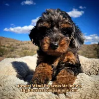 Mr Brown, a male Miniature Aussiedoodle for sale in Dolan Springs, AZ – Photo 2 of 7