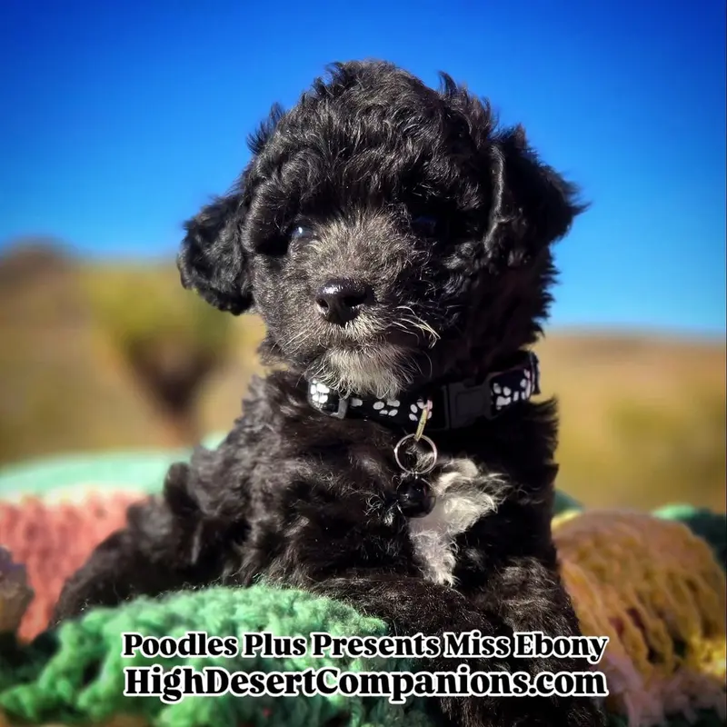 Miss Ebony, Micro:10-12 lbs