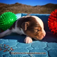 Toy Aussie Mocha, a male Toy Australian Shepherd for sale in Dolan Springs, AZ – Photo 5 of 10