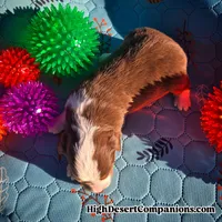 Toy Aussie Mocha, a male Toy Australian Shepherd for sale in Dolan Springs, AZ – Photo 10 of 10