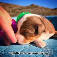 Toy Aussie Mocha, a male Toy Australian Shepherd for sale in Dolan Springs, AZ – Photo 1 of 10