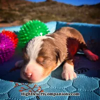 Toy Aussie Mocha, a male Toy Australian Shepherd for sale in Dolan Springs, AZ – Photo 8 of 10