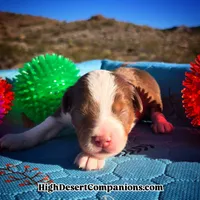 Toy Aussie Mocha, a male Toy Australian Shepherd for sale in Dolan Springs, AZ – Photo 4 of 10