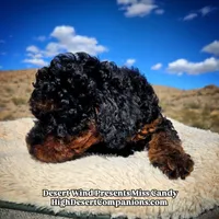 Miss Candy, a female Miniature Aussiedoodle for sale in Dolan Springs, AZ – Photo 9 of 10
