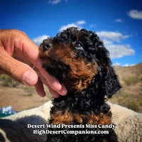 Miss Candy, a female Miniature Aussiedoodle for sale in Dolan Springs, AZ – Photo 2 of 10