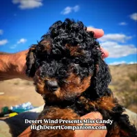 Miss Candy, a female Miniature Aussiedoodle for sale in Dolan Springs, AZ – Photo 6 of 10