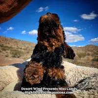 Miss Candy, a female Miniature Aussiedoodle for sale in Dolan Springs, AZ – Photo 8 of 10