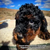 Miss Candy, a female Miniature Aussiedoodle for sale in Dolan Springs, AZ – Photo 7 of 10