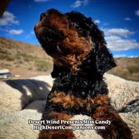 Miss Candy, a female Miniature Aussiedoodle for sale in Dolan Springs, AZ – Photo 10 of 10