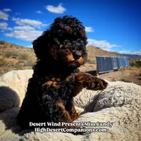 Miss Candy, a female Miniature Aussiedoodle for sale in Dolan Springs, AZ – Photo 4 of 10