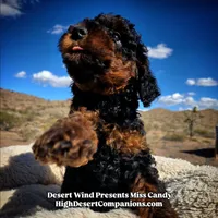 Miss Candy, a female Miniature Aussiedoodle for sale in Dolan Springs, AZ – Photo 5 of 10