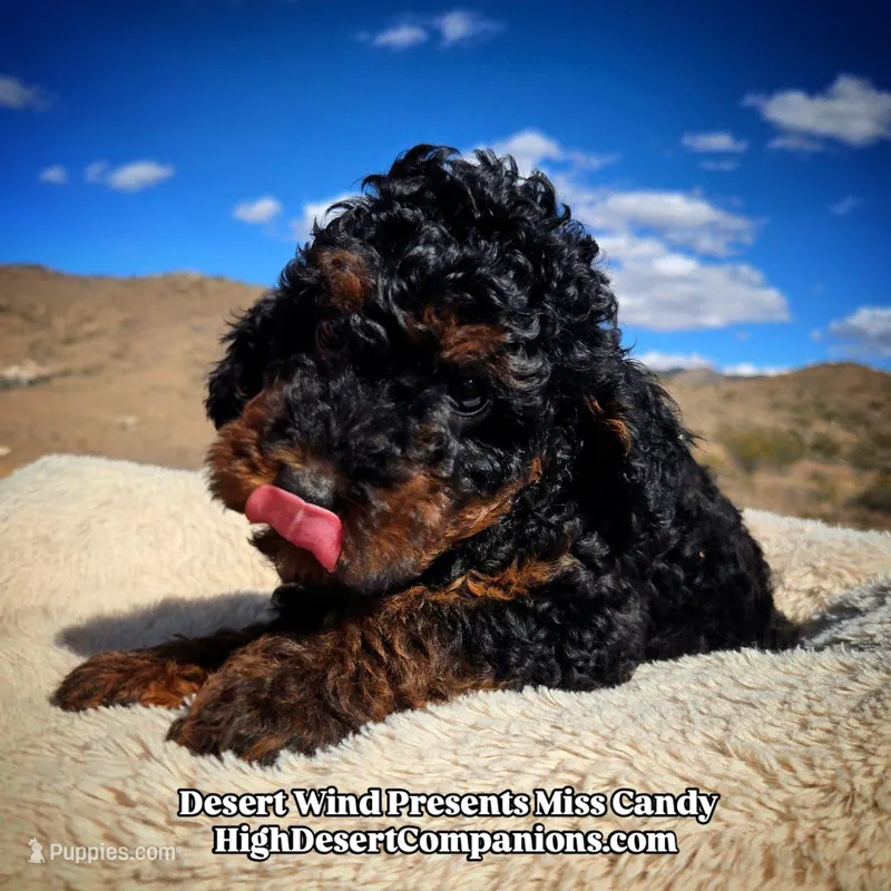 Miss Candy – Miniature Aussiedoodle puppy for sale in Dolan Springs, AZ