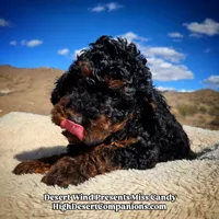 Miss Candy, a female Miniature Aussiedoodle for sale in Dolan Springs, AZ – Photo 1 of 10