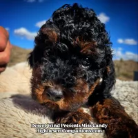 Miss Candy, a female Miniature Aussiedoodle for sale in Dolan Springs, AZ – Photo 3 of 10