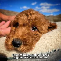 Mr Purple , a male Miniature Aussiedoodle for sale in Dolan Springs, AZ – Photo 6 of 7
