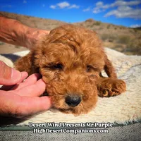 Mr Purple , a male Miniature Aussiedoodle for sale in Dolan Springs, AZ – Photo 5 of 7