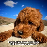 Mr Purple , a male Miniature Aussiedoodle for sale in Dolan Springs, AZ – Photo 7 of 7