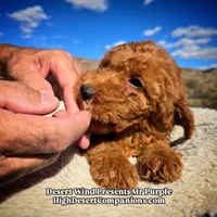 Mr Purple , a male Miniature Aussiedoodle for sale in Dolan Springs, AZ – Photo 4 of 7