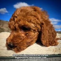 Mr Purple , a male Miniature Aussiedoodle for sale in Dolan Springs, AZ – Photo 3 of 7
