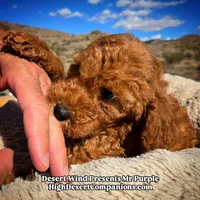 Mr Purple , a male Miniature Aussiedoodle for sale in Dolan Springs, AZ – Photo 1 of 7