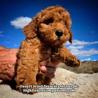 Mr Purple , a male Miniature Aussiedoodle for sale in Dolan Springs, AZ – Photo 2 of 7