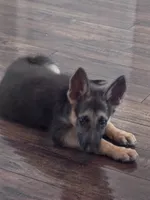 Amber, a female German Shepherd Dog for sale in Myrtle Beach, SC – 2 of 5