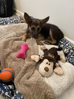Amber, a female German Shepherd Dog for sale in Myrtle Beach, SC – 3 of 5