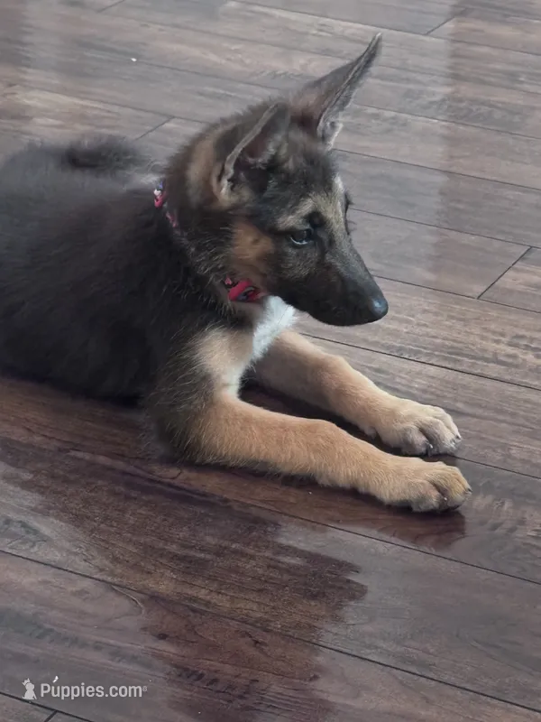 Amber – German Shepherd Dog puppy for sale in Myrtle Beach, SC