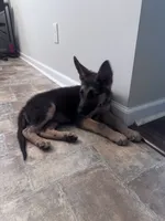 Amber, a female German Shepherd Dog for sale in Myrtle Beach, SC – 4 of 5